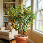 Meiwa Kumquat Tree Live Plant for Planting, Sweet Kumquat Fruit Tree 1 Gallon Pot, Citrus Fruit Plant, Suitable Patio and Garden