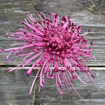Chrysanthemum Plants Live 4 to 7 Inch Tall, Mums Live Plants, Vibrant Perennial Mum Plant for Planting in Garden (Dark Purple)