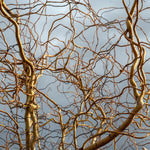 2 Willow Tree Seedlings 6-12'' Tall, Dormant, Bare Roots, Hardy Ornamental Tree for Garden Planting (Rare Willow Bare Roots)