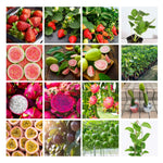 Combo 4 Mixed Fruit Plants Live, Dragon Fruit, Passionfruit, Pink Guava and Strawberry, 4-8” Tall, Easy to Grow, Productive Varieties