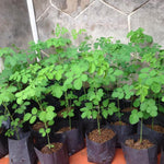 Moringa Oleifera Tree Live Plant, 4 Months Old Malunggay Plant in Pot, Well-Rooted Drumstick Trees Ready to Grow Outdoor