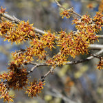 Witch Hazel Bush Plant Live, Yellow Flowering Shrubs in Quart Pot, Hardy Landscape Plants for Outdoor Garden