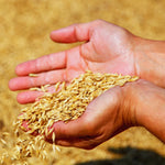 3 Lb Rye Cover Crop Seeds for Planting Lawn, Cover Crop Seeds, Garden Grass Seed, Easy to Plant