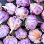 1 Pound Garlic for Planting in Fall Hardneck, 5-6 Purple Garlic Bulbs for Planting, Fresh and High Yield Bulb Variety Pack, Hardy and Fast Growing