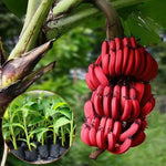 Banana Plant Live, Red Banana Tree Live Plant, Hardy Banana Fruit Seedling 4 to 8 Inch Tall, Indoor Outdoor