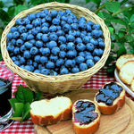 2 Sharpblue Blueberry Bush Live Plant, Blueberry Plants Live for Planting 5 to 8 Inch Tall, Sweet Blueberries Fruit Seedlings