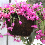 Live Pink Christmas Cactus Live Plant 4–6 Inches Tall, Winter Blooming False Thanksgiving Cactus Well Rooted, Flowering Houseplant for Home and Office