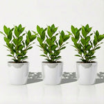 Bay Leaf Tree Live Plant, Laurus Nobilis Sweet Bay Laurel Tree, Size 6-10" in Tall in 4 Inc Pot, Fragrant Herb