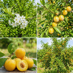 Yellow Plum Tree Live Plant, Fruit Tree Plant, 2-3 Ft Tall