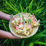 2 Ginger Plants Live for Planting, 4 to 7 Inches in Height, Ginger Roots