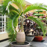 Live Palm Tree Plant in 3 Gallon Pot, No CA, Large Fully Rooted Size, Ready to Plant for Home Décor Indoor Outdoor Landscape, Rare Palm Trees, Bottle Palm