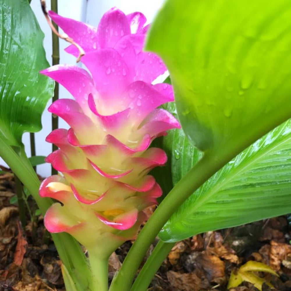 3 Ginger Curcuma Turmeric Plants Live 5-9 Inch Height, Ginger Plant Live for Growing