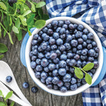 1 Blueberry Bush Live Plant 5 to 9 Inch Tall, Blueberry Plant Live for Planting, Sweet Blueberries Fruit Tree Live Plant (Top Hat Blueberry)