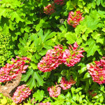 Hydrangea Plant Live Tree Dormant in Winter, Vibrant Color Bloom, 5-11" Well-Rooted Hydrangea Shrub Bush for House Planting Outdoor (Ruby Slipper)