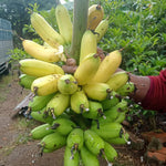 Banana Plant Live, Sweetheart Banana Tree Live Plant, Hardy Banana Fruit Seedling 4 to 8 Inch Tall, Indoor Outdoor