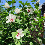 3 White Red Rose of Sharon Live Plant, Ornamental Flower Shrub, 2 Inch Tall