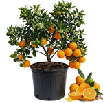 Orange Tree Live Plant, Navel Orange Plant Live, 1 Gallon Pot, Citrus Fruits Tree Garden Outdoor, No Ship to CA