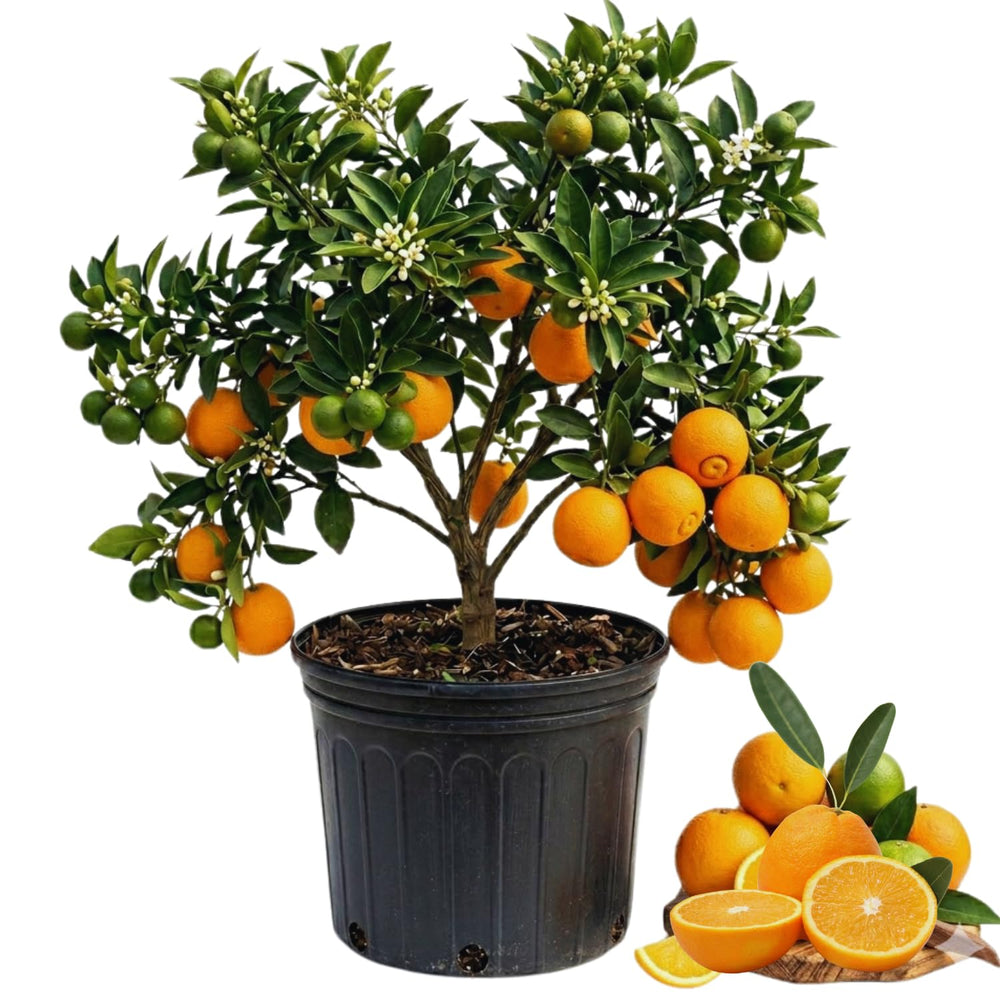 Orange Tree Live Plant, Navel Orange Plant Live, 1 Gallon Pot, Citrus Fruits Tree Garden Outdoor, No Ship to CA