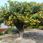 Loquat Fruit Tree 2-3 Feet Tall, One Gallon Pot, Well-Rooted Loquat Plant for Garden and Orchard Planting
