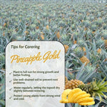 Live Pineapple Gold Plant, 4-8 Inches Tall, Sweet Pineapple Fruit Live Plant, Tropical Tree for Planting Outdoor, No Pot