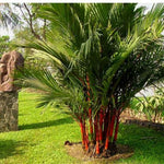 Live Palm Tree Plant in 3 Gallon Pot, No CA, Large Fully Rooted Size, Ready to Plant for Home Décor Indoor Outdoor Landscape, Rare Palm Trees, Red Crownshaft Palm