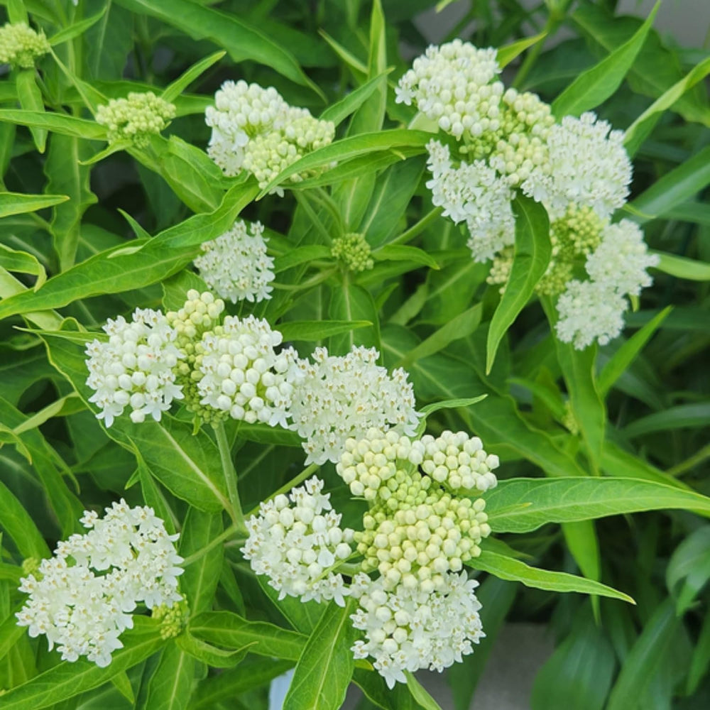 2 White Milkweed Plants, Milkweed Flowering Plants, Live Milkweed Starter Plants 4 to 6 Inches Tall Rooted to Grow Outdoor