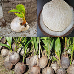 Live Green Coconut Tree Plant, Sprouted Coconut, Tropical Fruit Tree, 6-8 Inch Tall for Outdoor Growing