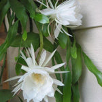 Epiphyllum Oxypetalum Plant, Queen of The Night Cactus Plant in 4 Inch Pot, 4-5 Inch White Blooms Flowers