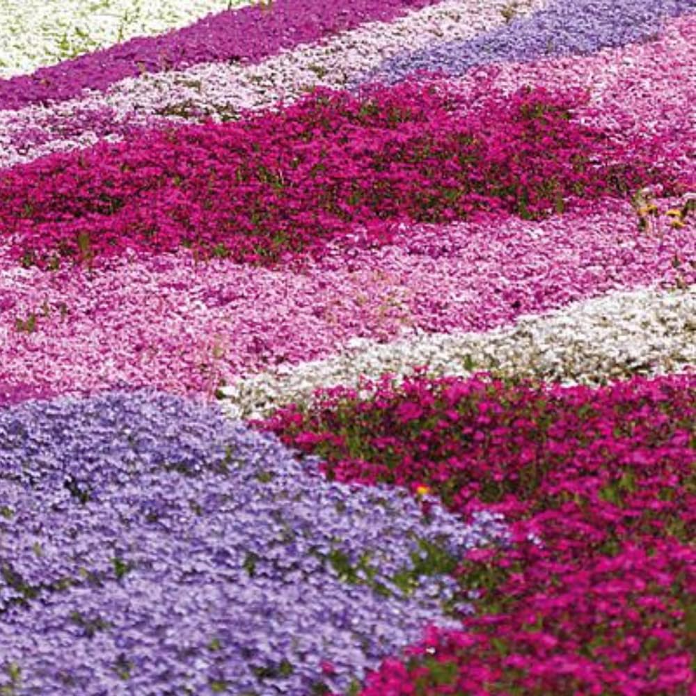 3 Mix Creeping Phlox Live Plant, 4-7 Inch Tall Ground Cover Perennial for Outdoor Landscaping
