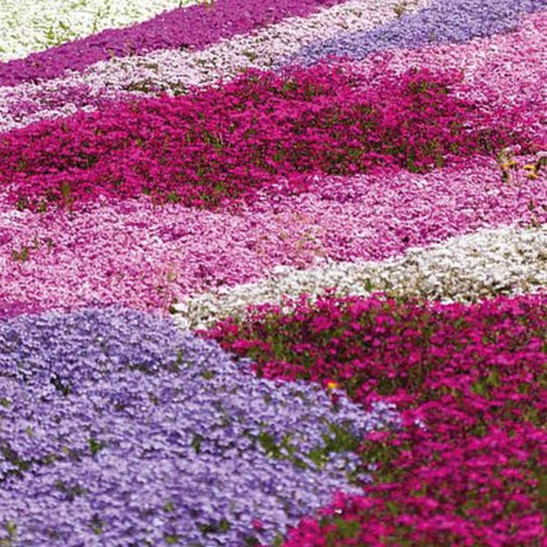 3 Mix Creeping Phlox Live Plant, 4-7 Inch Tall Ground Cover Perennial for Outdoor Landscaping