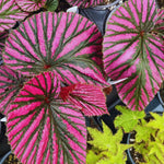 3 Packs Rare Deep Red Begonia Angel Wing Maculata Live Plants, 5-9 Inch Tall, Indoor Outdoor Polka Dot Begonia
