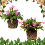 2 Pink Christmas Cactus Plants, Thanksgiving Cactus 3-6 Inch Tall, Winter Succulents Flowers Container Hanging Basket Indoor Outdoor Planting