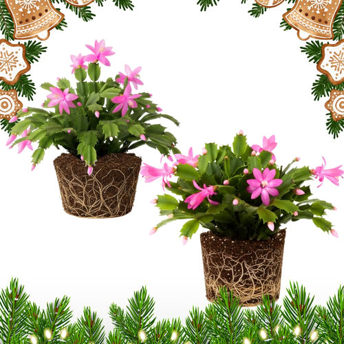 2 Pink Christmas Cactus Plants, Thanksgiving Cactus 3-6 Inch Tall, Winter Succulents Flowers Container Hanging Basket Indoor Outdoor Planting