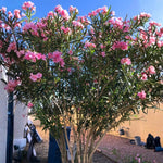Pink Oleander Plant Live, Oleander Live Plant, 5 to 7 Inches Tall, Flowering Ornamental Shrub, Easy Care Outdoor Plant
