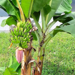 Dwarf Cavendish Banana Plant Tree Live, Cold Hardy 4-7" in Tall, No Pot, Outdoor Spring Planting, Rare and Sweet Banana Plants