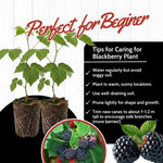 Pack 2 Thornless BlackBerry Plants Live to Grow 4 to 8 Inch Tall, BlackBerry Bush Live Plant, Sweet Blackberries Fruit Tree Indoor Outdoor (Triple Crown BlackBerry)