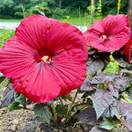Hibiscus Tree Live Plants for Outdoor Planting, Vibrant Blooms, Size 5-9 Inc in Tall, Dormant in Winter, Spring Fast-Growing (Red)