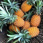 2 Gold Pineapple Plant Live 4-7 Inch Tall, Yellow Pineapple Fruit Plant, Sweet Fruit Plants for Growing in Garden