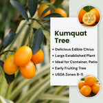 Live Kumquat Tree, 2-3Ft Tall Fruit Plant in 1 Gallon Pot, Edible Kumquat Citrus Fruit Tree for Patio and Garden Growing