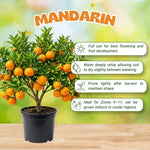 Mandarin Orange Tree, Sweet Mandarin Plants Live, 1.5 Years Old Plant, Well Rooted in 1 Gallon Pot, 1-2 Feet Tall, Citrus Fruit Tree for Patio and Outdoor Garden
