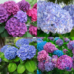 Dormant Hydrangea Live Plant Bush Shrub for Planting, 5 to 9" Hydrangea Tree Plant for Outdoor Planting, Change Color Flower Blooms (Deep Blue Purple to Pink)