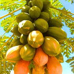 Papaya Plant Live, Tropical Fruit Tree, Fast-Growing Papaya Tree, 5-10 Inches Tall in 4 Inch Pot