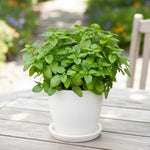 Set of 2 Lemon Balm Plants Live 4-6 Inches, Well Rooted Herbs Plants, Easy Grow, Outdoor and Container Planting