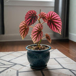 Begonia Plant Live, Colorful Begonia Plants 4-8 Inches, Decorative Houseplant for Indoor Outdoor Gardens and Containers (Red Foliage)