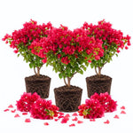 3 Red Pink Bougainvillea Live Plants, Climbing Flower Plant, 4-7 Inch Tall