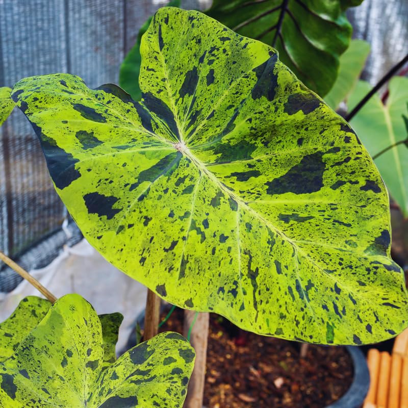 Colocasia Elephant Ears Live Plant, Alocasia Plant, Esculenta Taro Live Houseplant, 5-7 Inc Tall (Green Black Leaf)