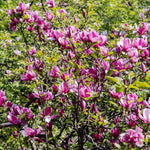 Set of 2 Magnolia Trees Live, 8-12 Inches Tall Cuttings Hardy Fragrant Flowering Magnolia Plants for Outdoor Garden (Ann Magnolia)