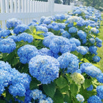 2 Hydrangea Plant Live, Hardy Hydrangea Bush Shrub for Outdoor Garden Planting, Bare Roots Dormant 6-12 Inch (Blue Hydrangea)
