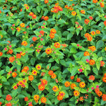 Orange Lantana Plants Live in 4 Inch Pot, Perennial Lantana Plants Live for Planting Outdoors Garden, 4-6 Inch Tall, Vibrant Flowers Colors
