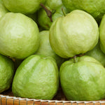 White Guava Tree Live Plant, 6-8 Inches Tall in 4 Inch Pot, Tropical Fruit Tree Well-Rooted Guava Plant